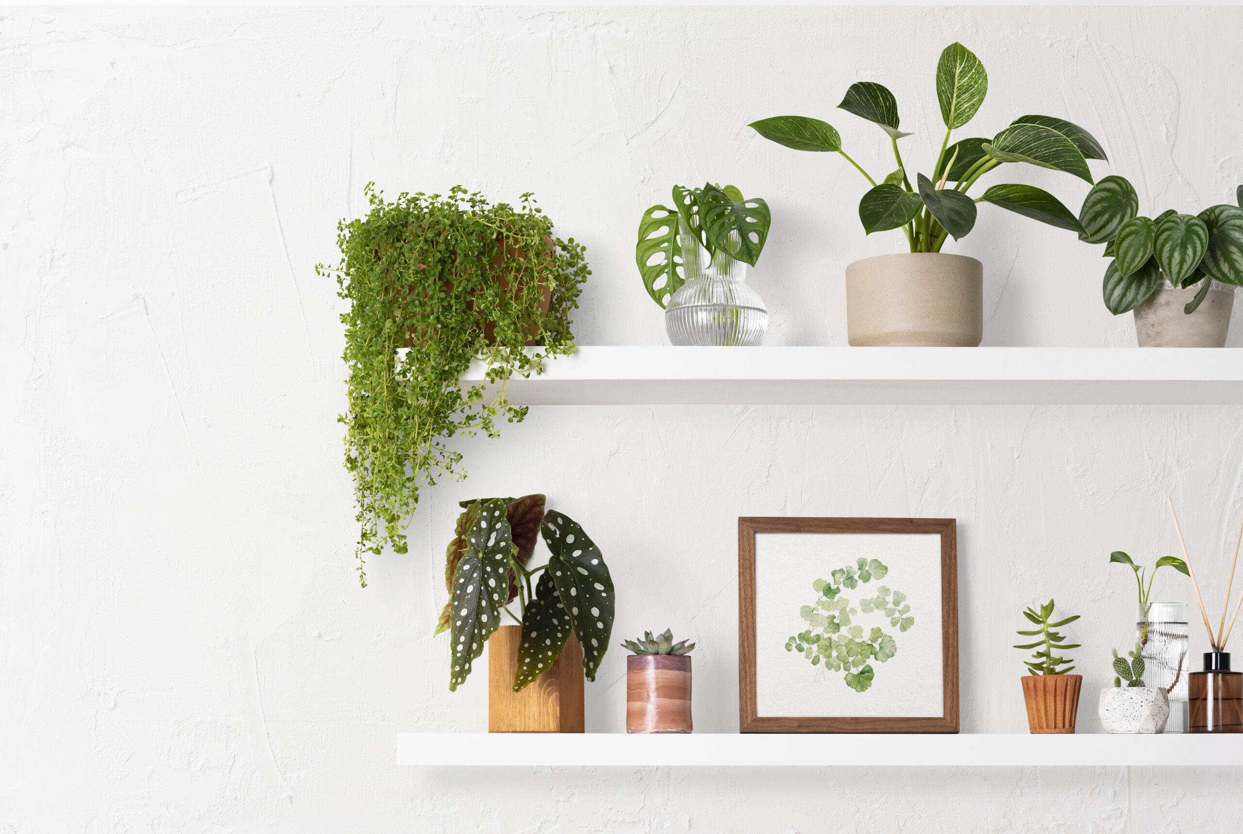 How to Decorate Your Home with Indoor Plants